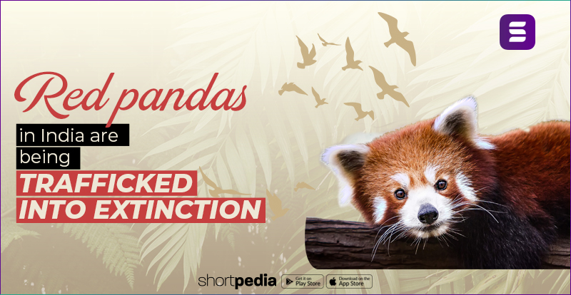 Red pandas in India are being trafficked into extinction