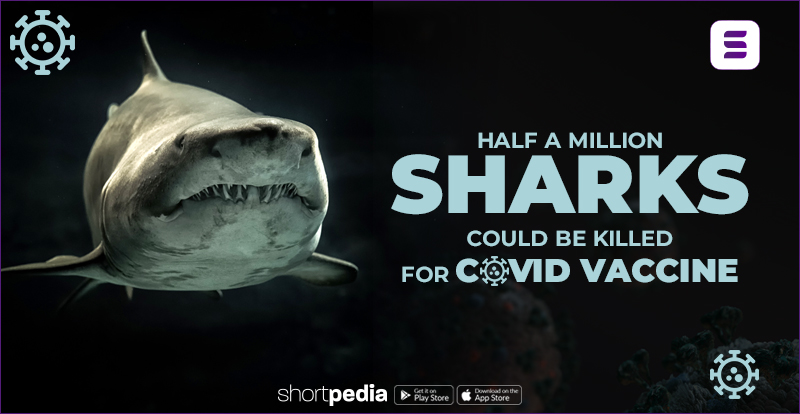 Half A Million Sharks Could Be Killed For COVID Vaccine