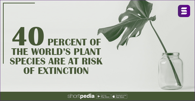 40 Percent Of The World’s Plant Species Are At Risk Of Extinction