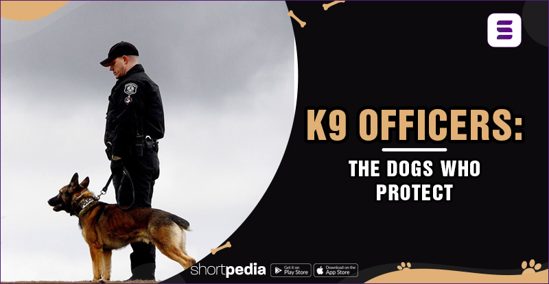 K9 Officers The Dogs Who Protect
