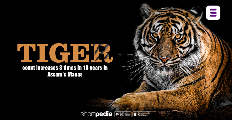Tiger count increases 3 times in 10 years in Assam's Manas