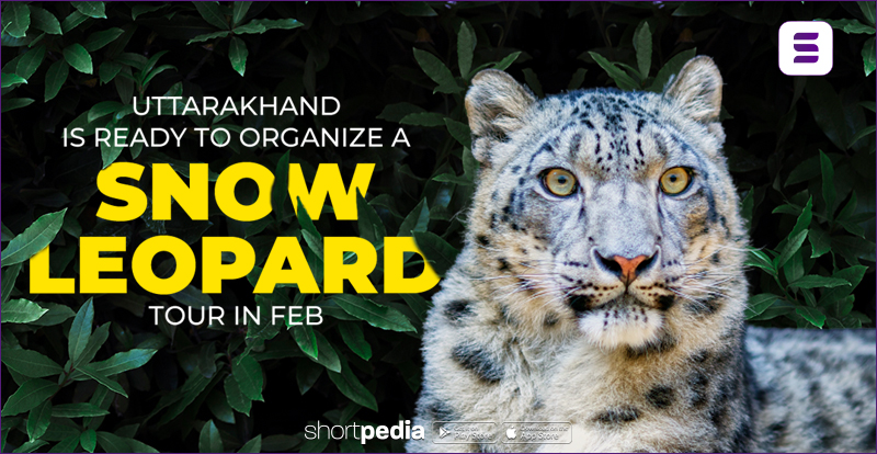 Uttarakhand Is Ready To Organize A Snow Leopard Tour In Feb