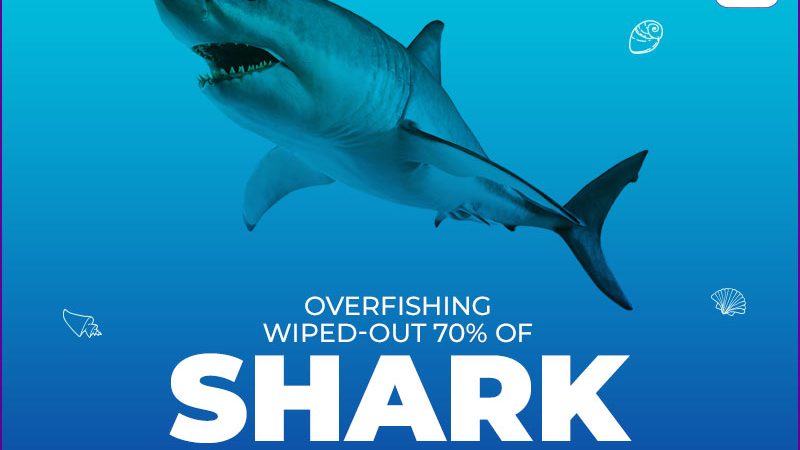 Overfishing Wiped-Out 70% Of Shark & Ray Populations